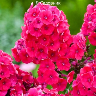 Саженец Флоксов "Гренадин Дрим" Саженец Флоксов "Гренадин Дрим"