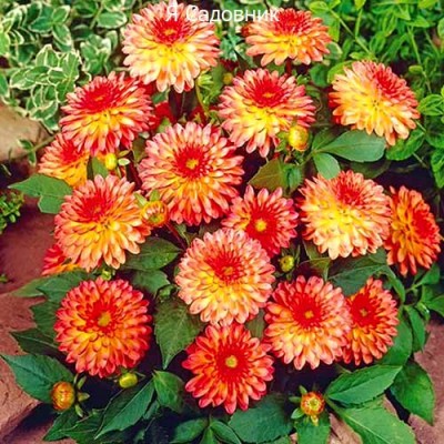 Саженец Георгинов "Делайтинг Глоу" Саженец Георгинов "Делайтинг Глоу"